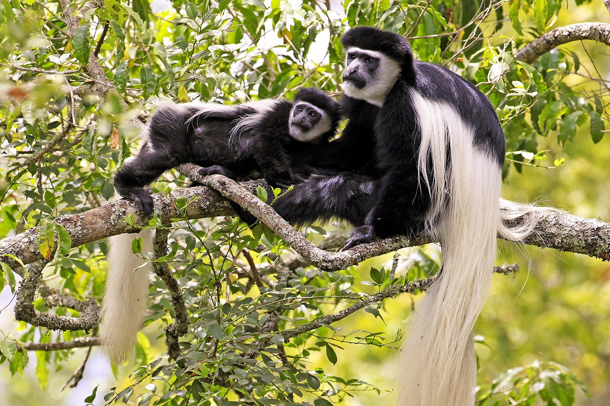 Colobus in Arusha national park