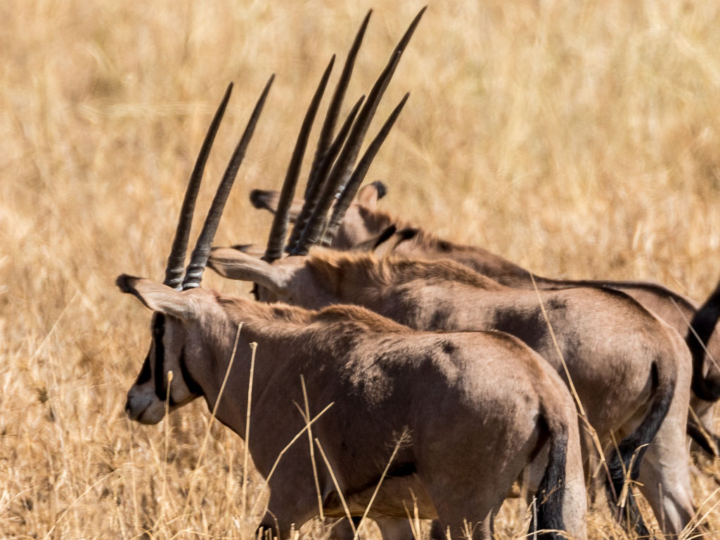 Fringed eared Oryx tarangire