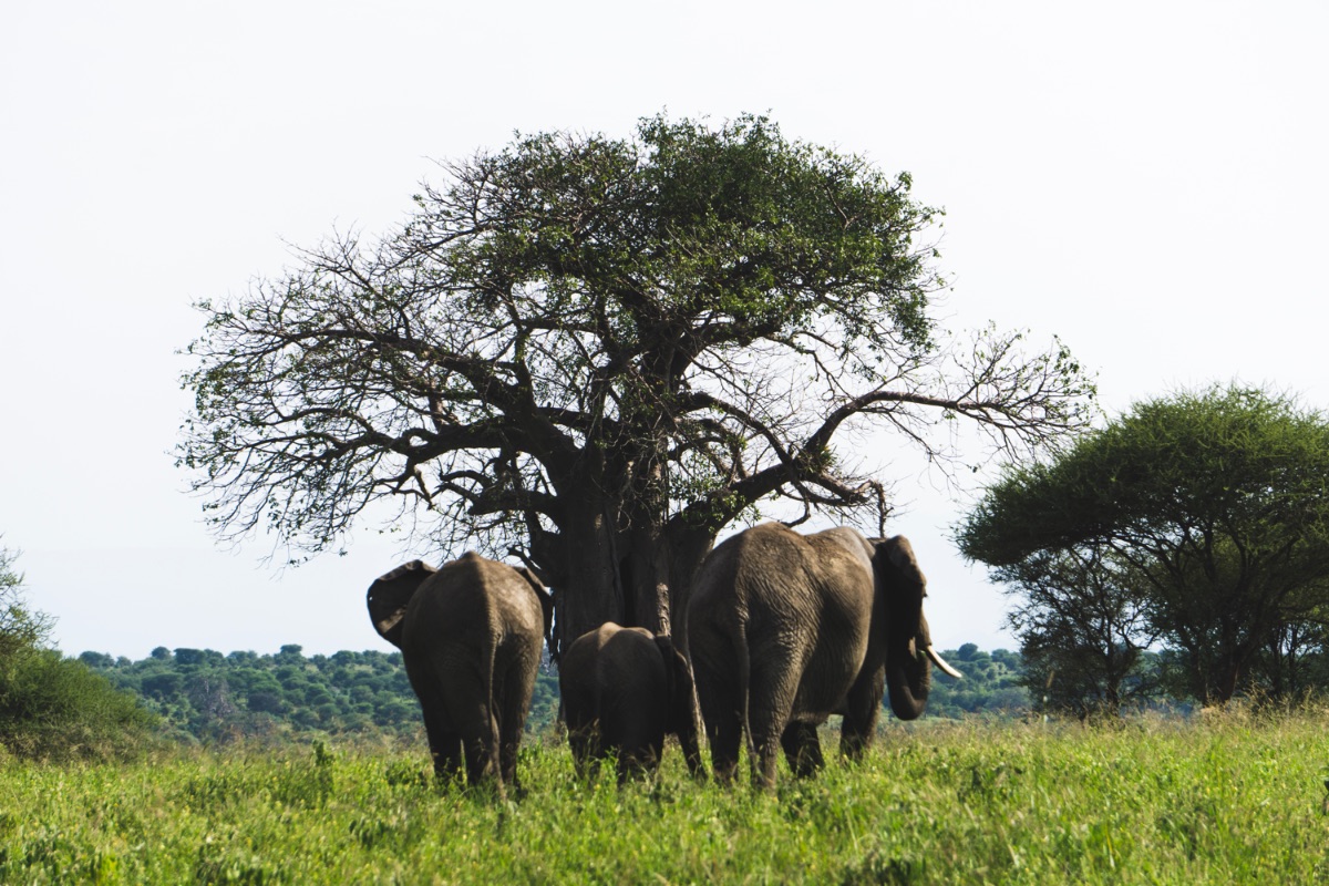 Giant African Baobab trees