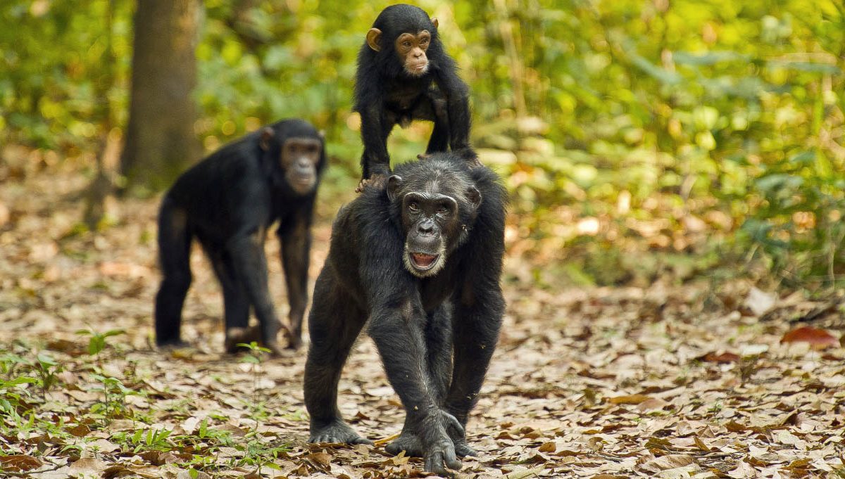 Gombe stream chimpanzee