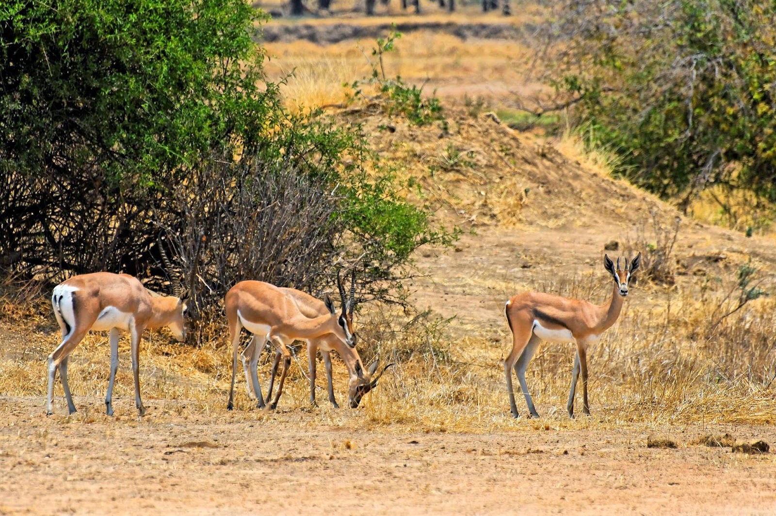 Grant’s gazelle