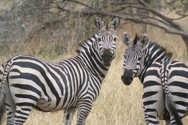 Arusha National Park