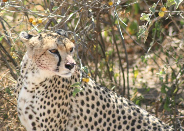 1 Day Tanzania Special Safari