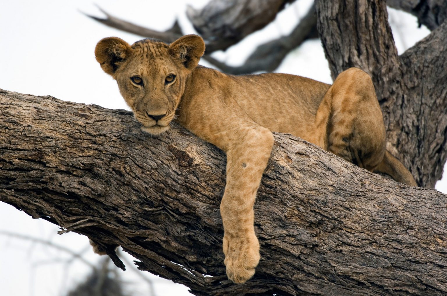 Selous lion climb the tree
