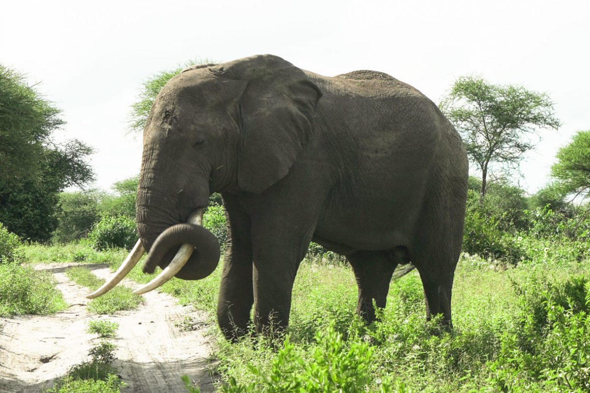 TARANGIRE ELEPHENT