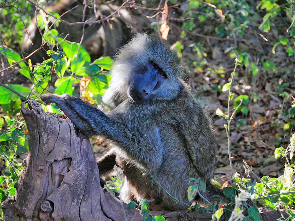 baboon lake manyara