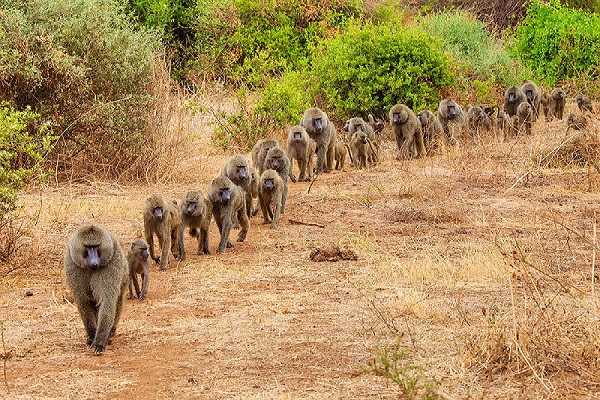 Lake Manyara National Park