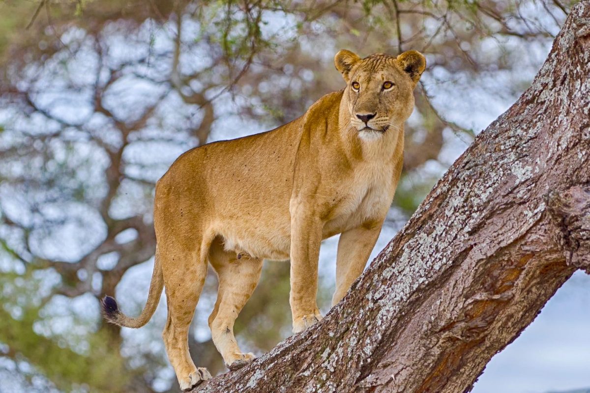 climbing lions manyara