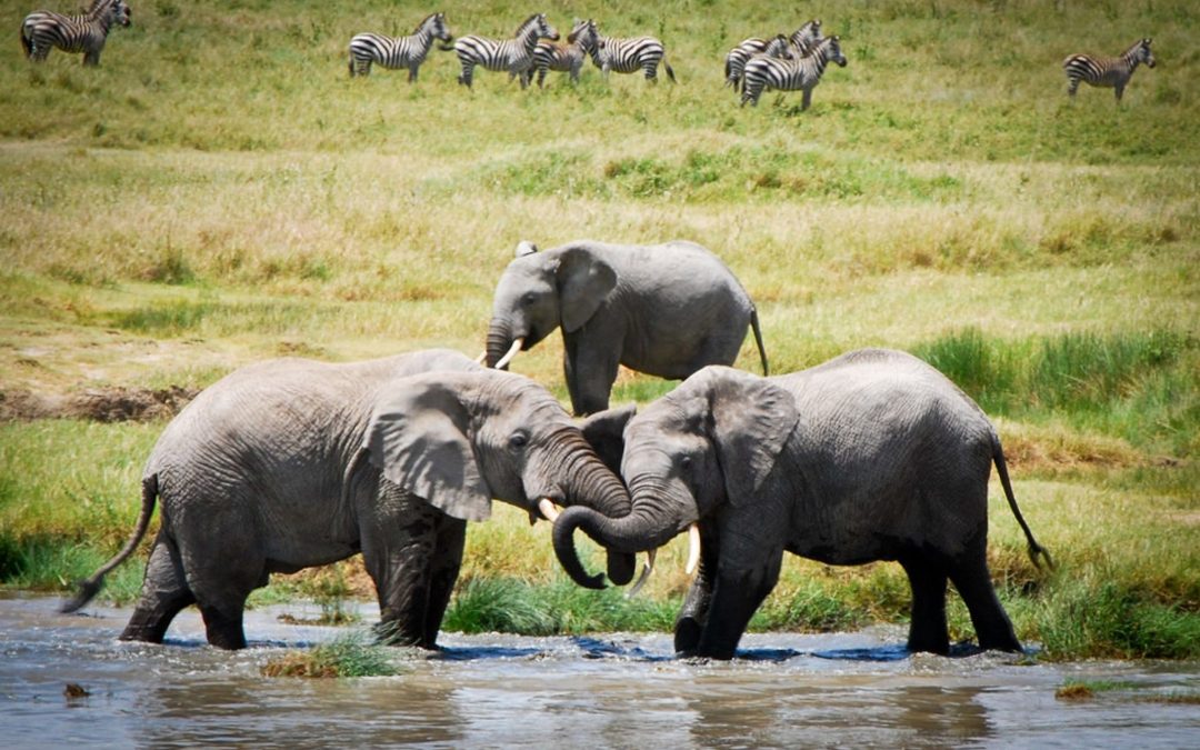 8 Days Tanzania Wonder Safaris