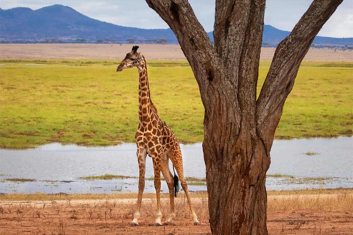 giraffe manyara national park