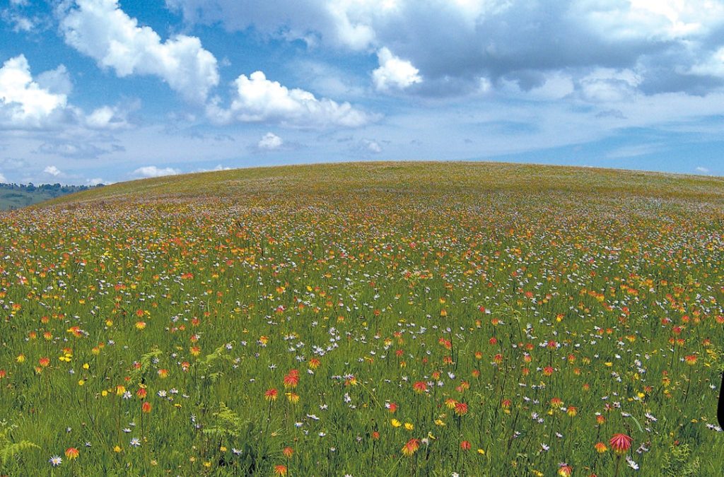 Kitulo National Park