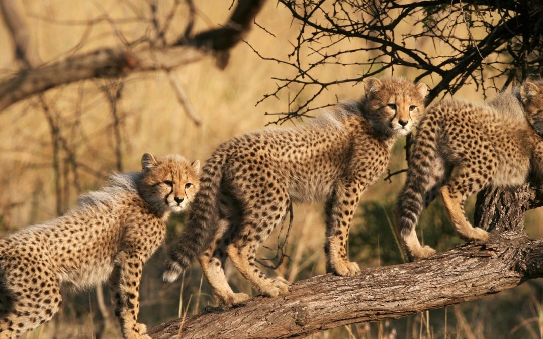 4 Days Tanzania Adventure Safari