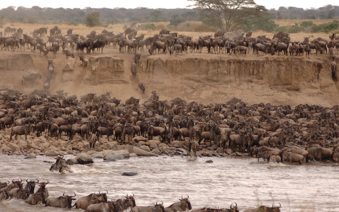 5 Days Tanzania Migration Safari