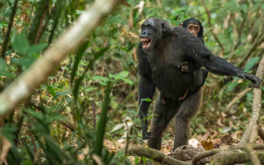 Rubondo National Park