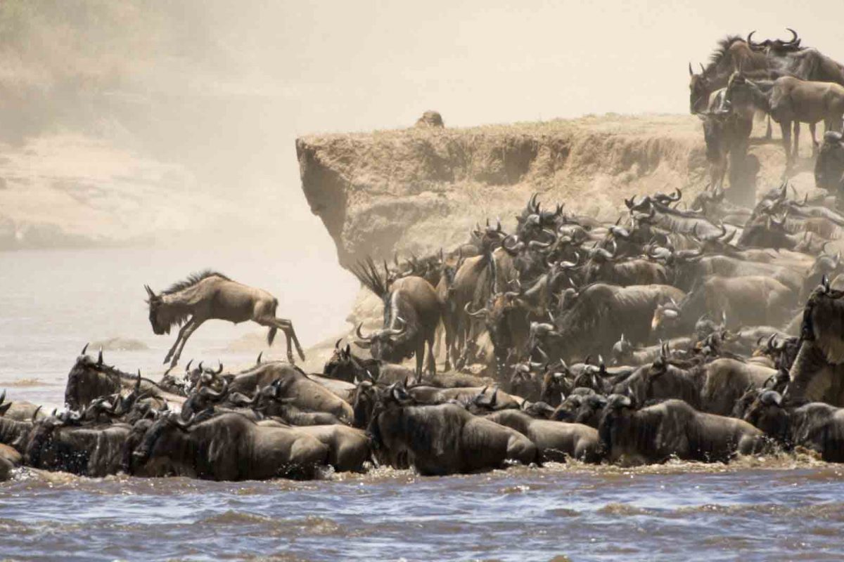 serenget migration