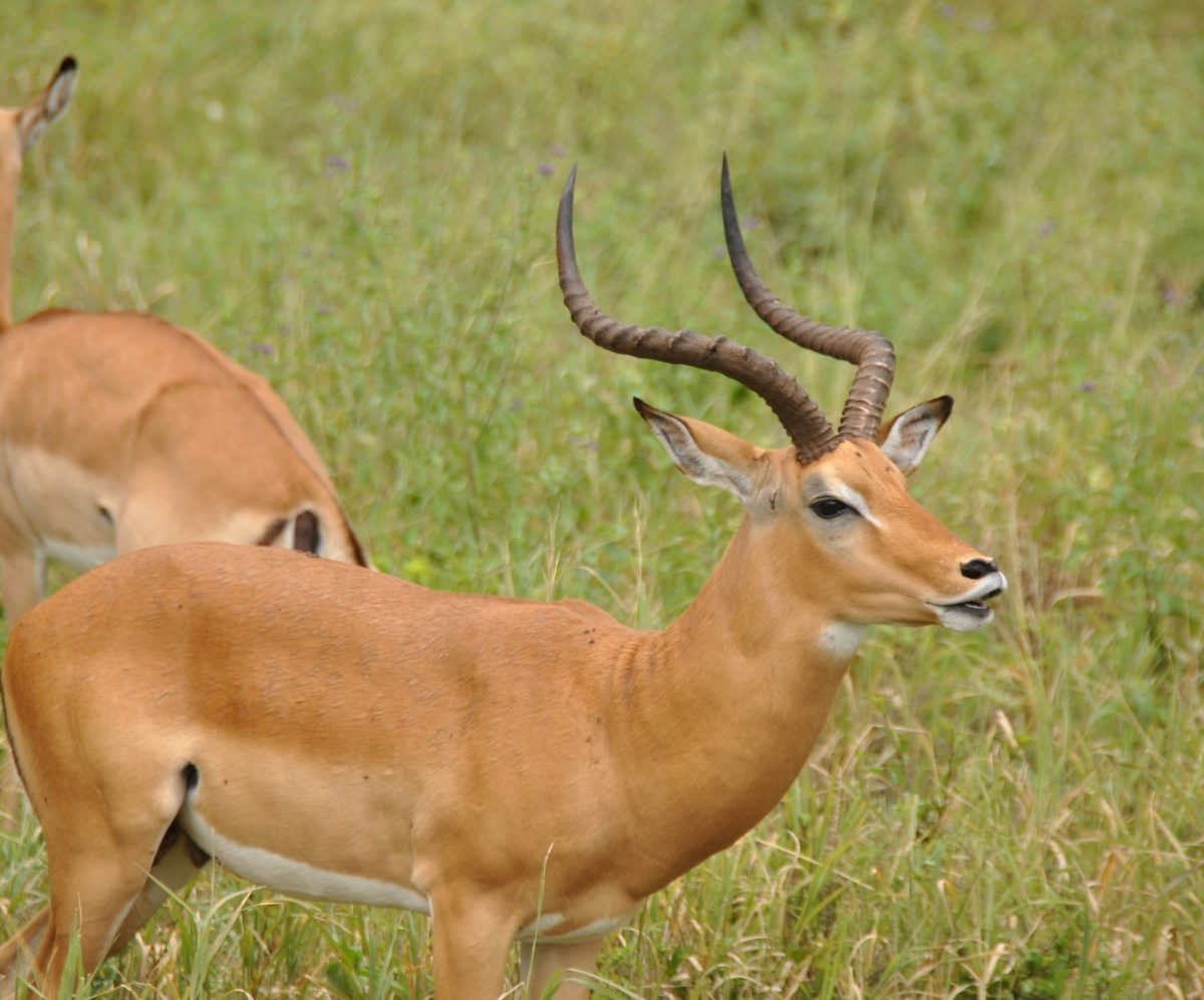 tarangire impala 1