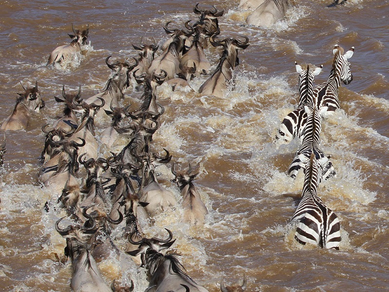 zebra migration 1